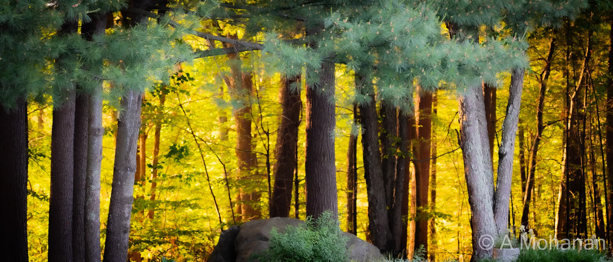 A spring morning in Massachusetts