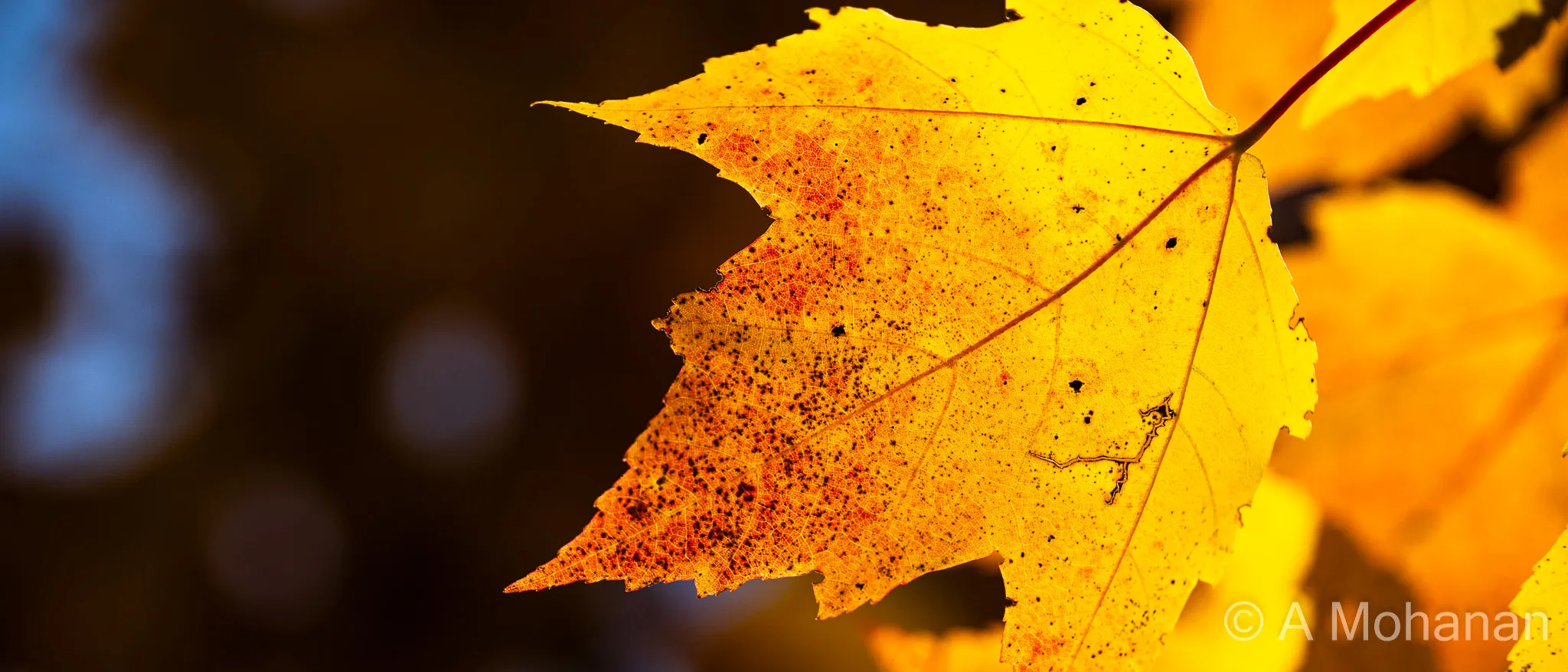A single backlit maple leaf glowing amber and gold, vein structure illuminated, against a dark bokeh background with a spot of blue sky.
