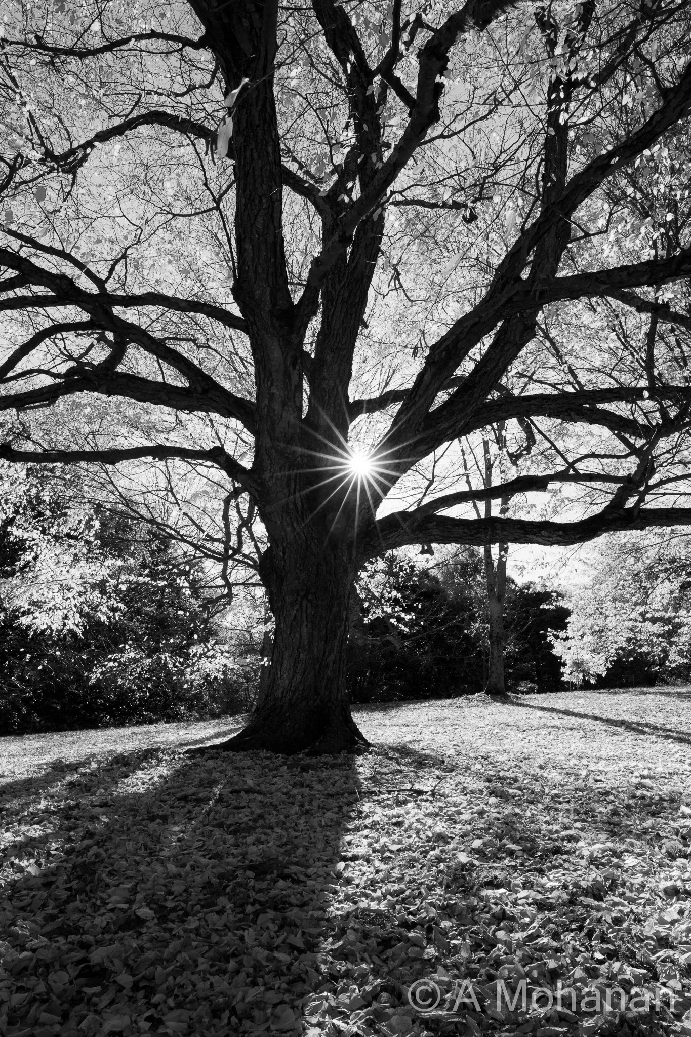 Black and white photograph of a large oak tree with a starburst sun caught between the branches, fallen leaves carpeting the ground below.