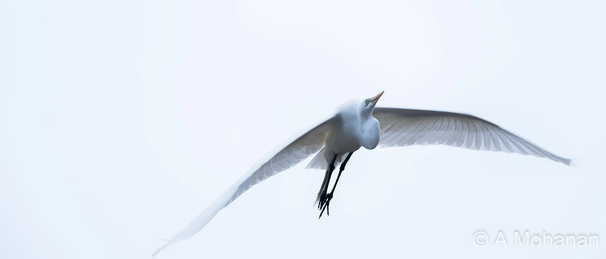 Great egret in full flight against an overcast white sky, wings at full span, feather detail preserved in high-key light.