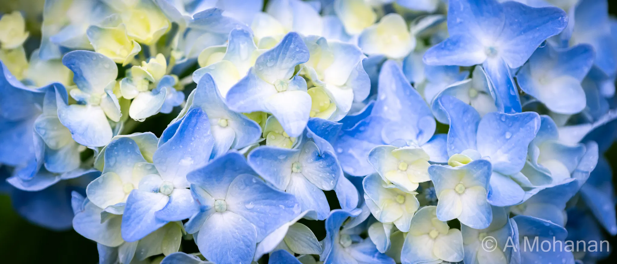 Hydrangeas in my garden