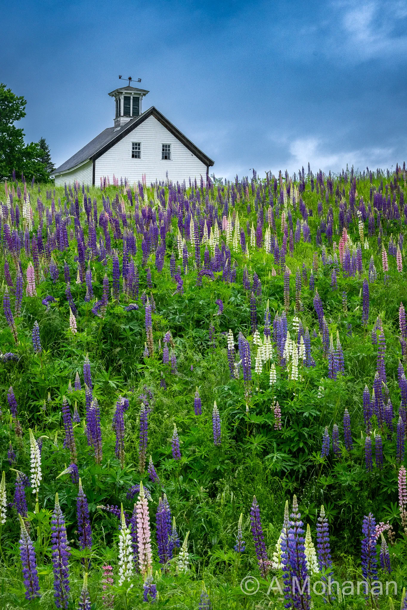 A hillside of mixed purple, pink and white lupines in full bloom, a white clapboard barn with cupola visible above, under a dramatic blue-grey sky.