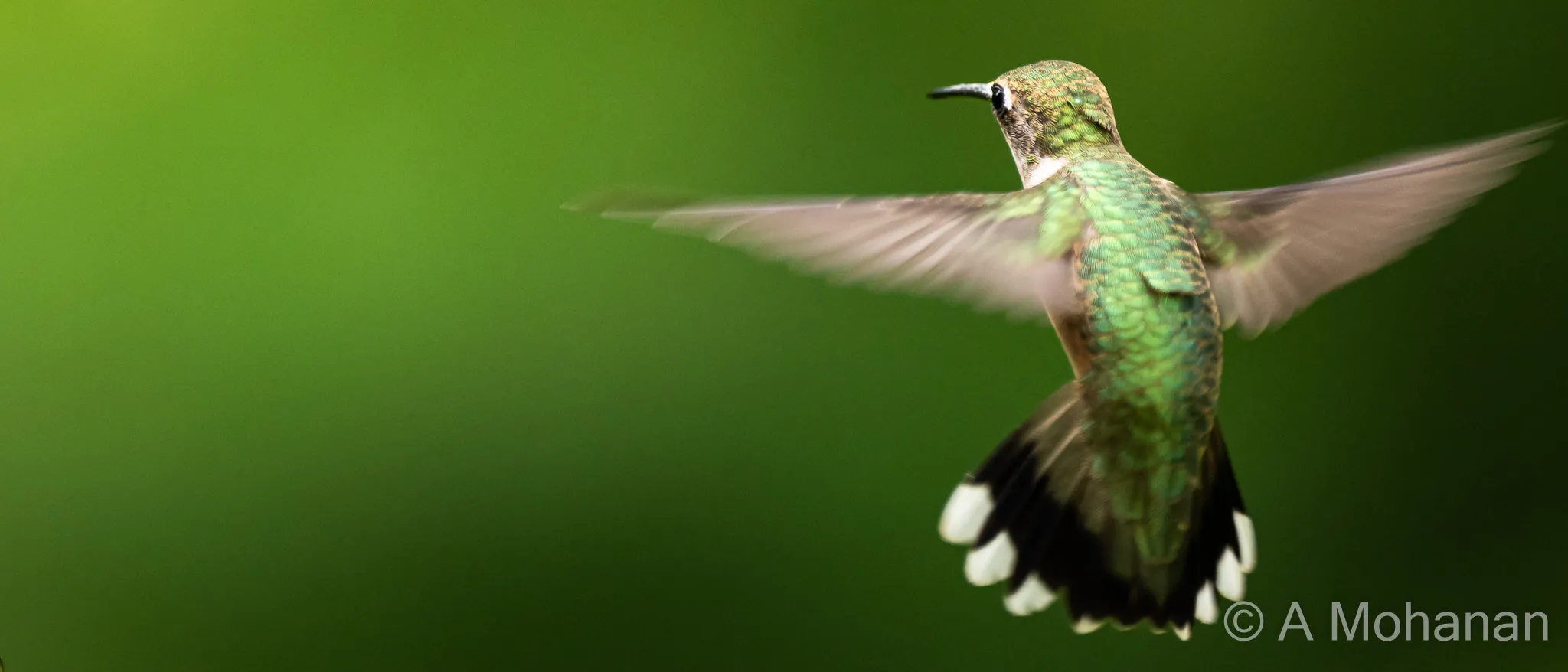 Ruby-throated hummingbird hovering in flight, wings at full extension, iridescent green back feathers catching the light.