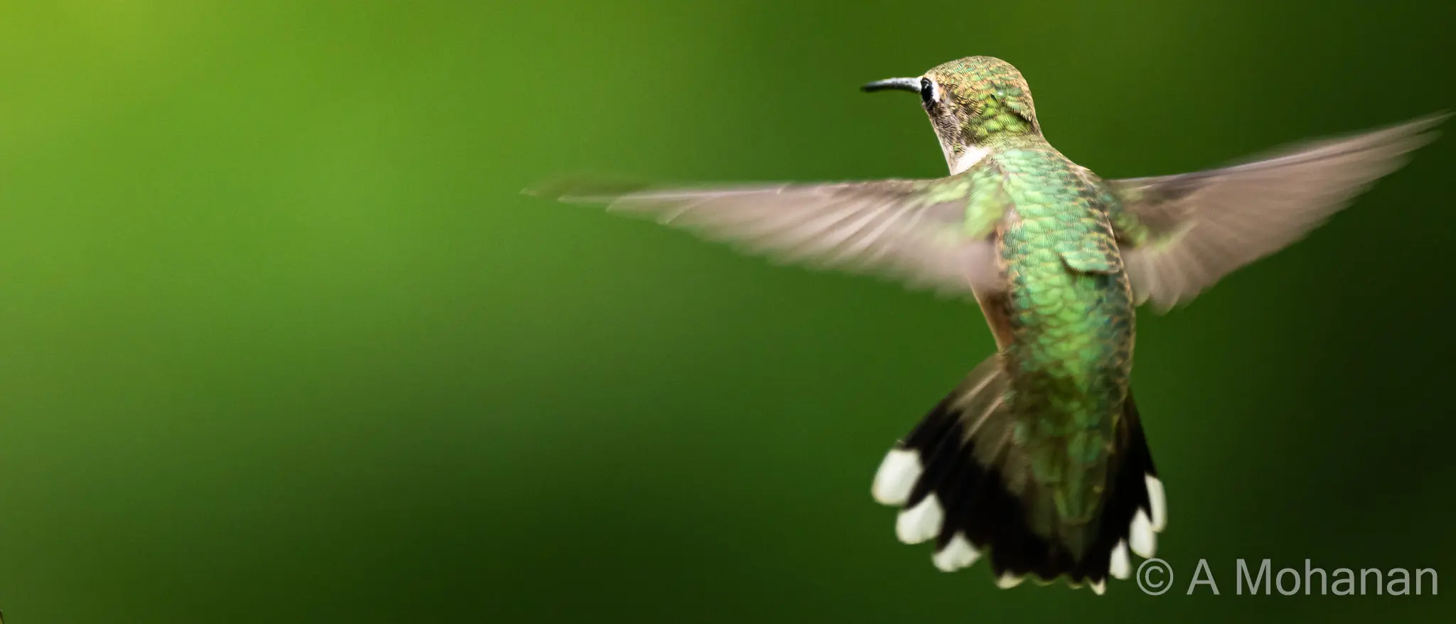 Ruby-throated hummingbird hovering in flight, wings at full extension, iridescent green back feathers catching the light.