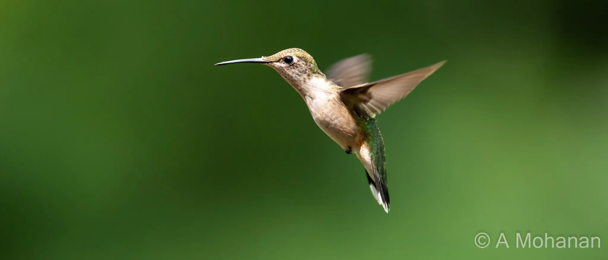 Ruby-throated hummingbird in clean profile hover, bill extended, eye sharp against a green bokeh background.