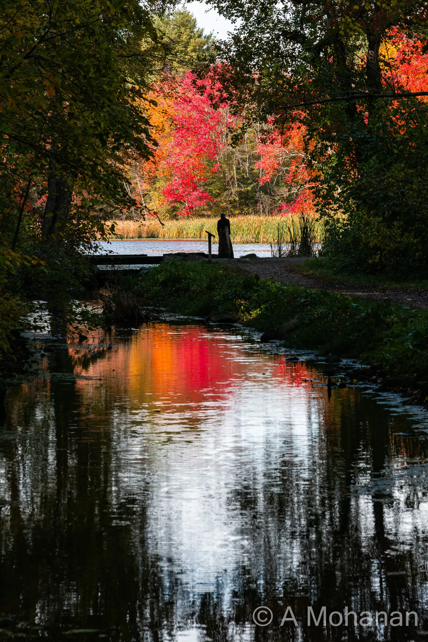 A tunnel of dark overhanging trees framing a brilliant scarlet maple reflected in still water, with a lone silhouetted figure in the distance.