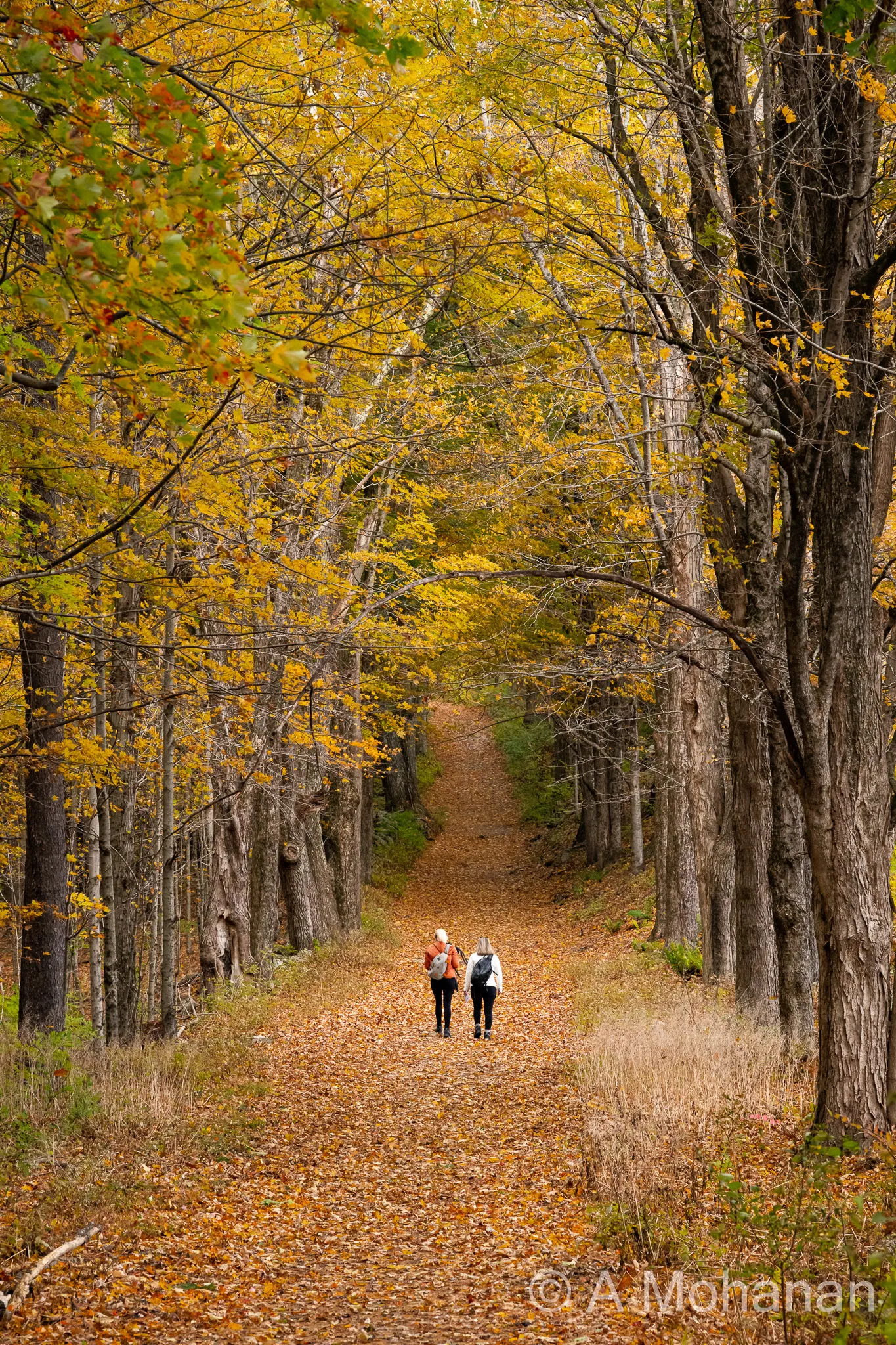 Two figures walking away down a leaf-covered forest trail, canopy of golden autumn foliage arching overhead.